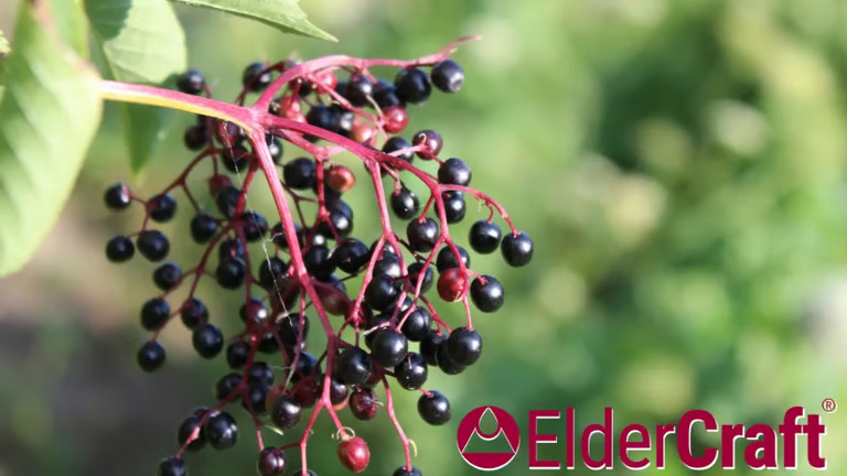 享誉国际！ElderCraft® 成为世界级奖项常胜军