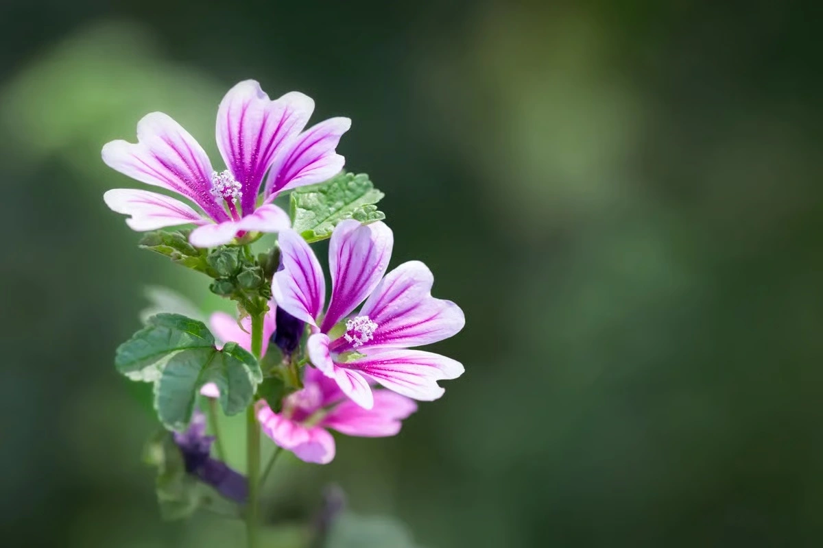 Mallolax® 西班牙锦葵萃取物